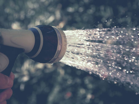 Beat the Summer Heat (How to keep plants alive during the hot summer months)